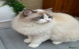 Ragdoll cats for sale: Adorable Ragdoll Kitten Fife Registered Breeder - Image 13
