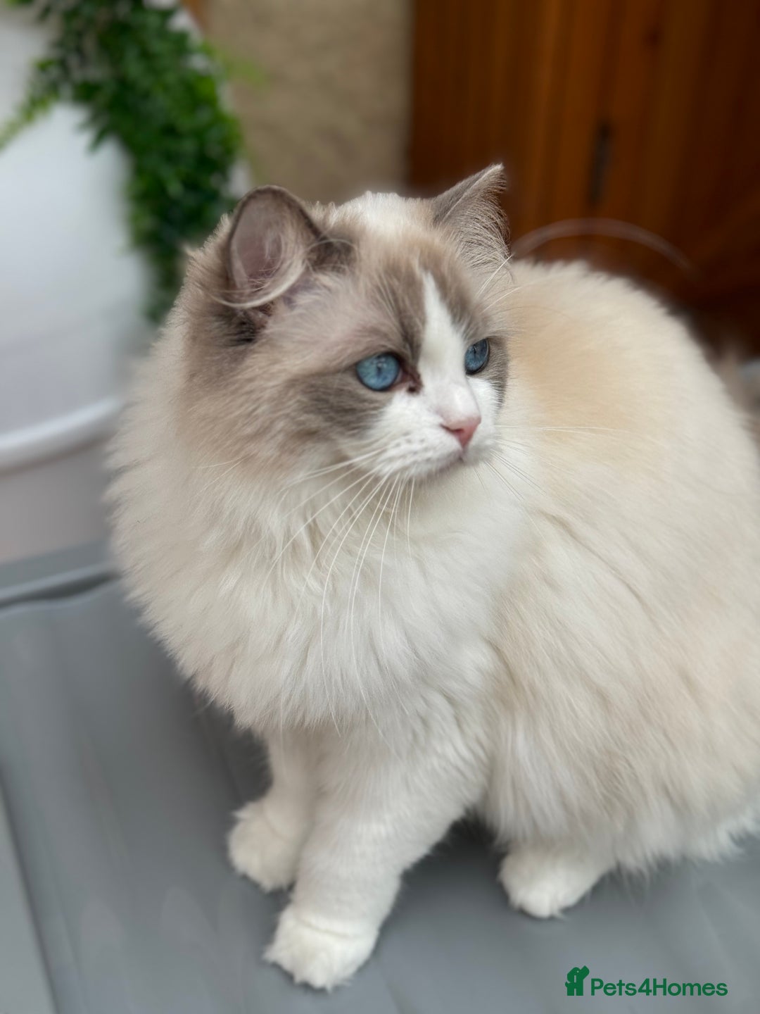 Ragdoll cats for sale: Adorable Ragdoll Kitten Fife Registered Breeder - Image 13