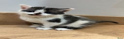 Mixed Breed cats for sale: Kittens  - Advert 8