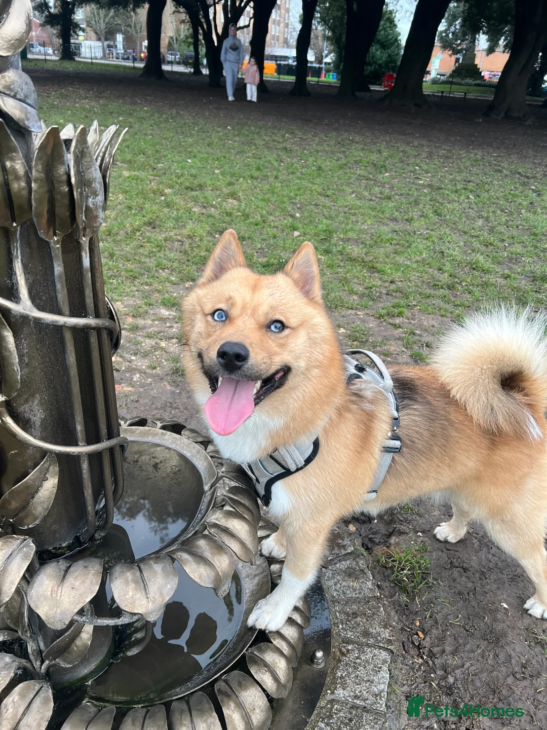 Mixed Breed dogs for stud: Pomsky for Stud - Advert 2