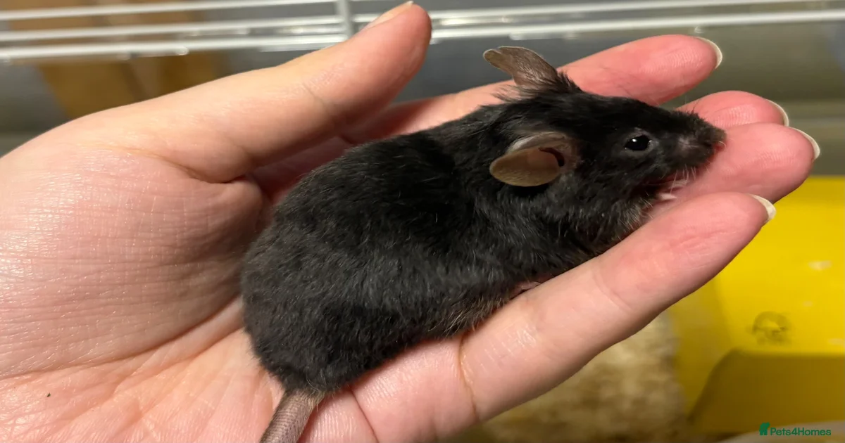 Fancy mice Mouse Rodents for sale | Pets4Homes
