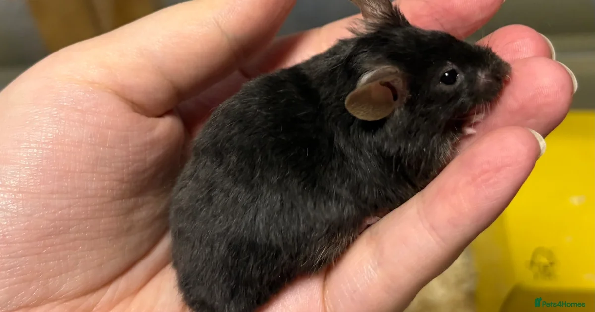 Radent Mouse Fancy mice Mouse Rodents for sale | Pets4Homes