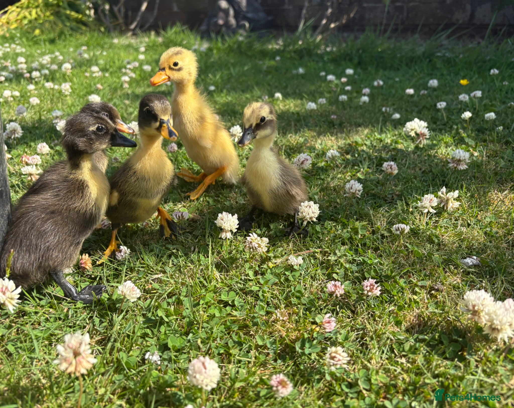 Ducks poultry Indian runner ducklings available  - Advert 2
