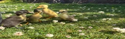 Ducks poultry for sale: Indian runner ducklings hatch due 14/07 - Advert 2