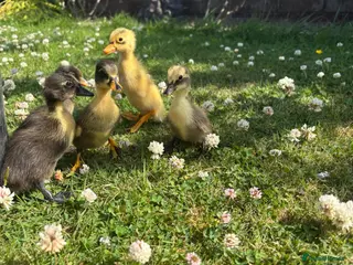 Ducks poultry Indian runner ducklings open to offers - Advert 2