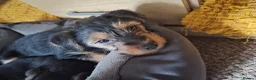 Yorkshire Terrier dogs for sale: 3 beautiful Yorkshire terriers puppies left - Advert 8