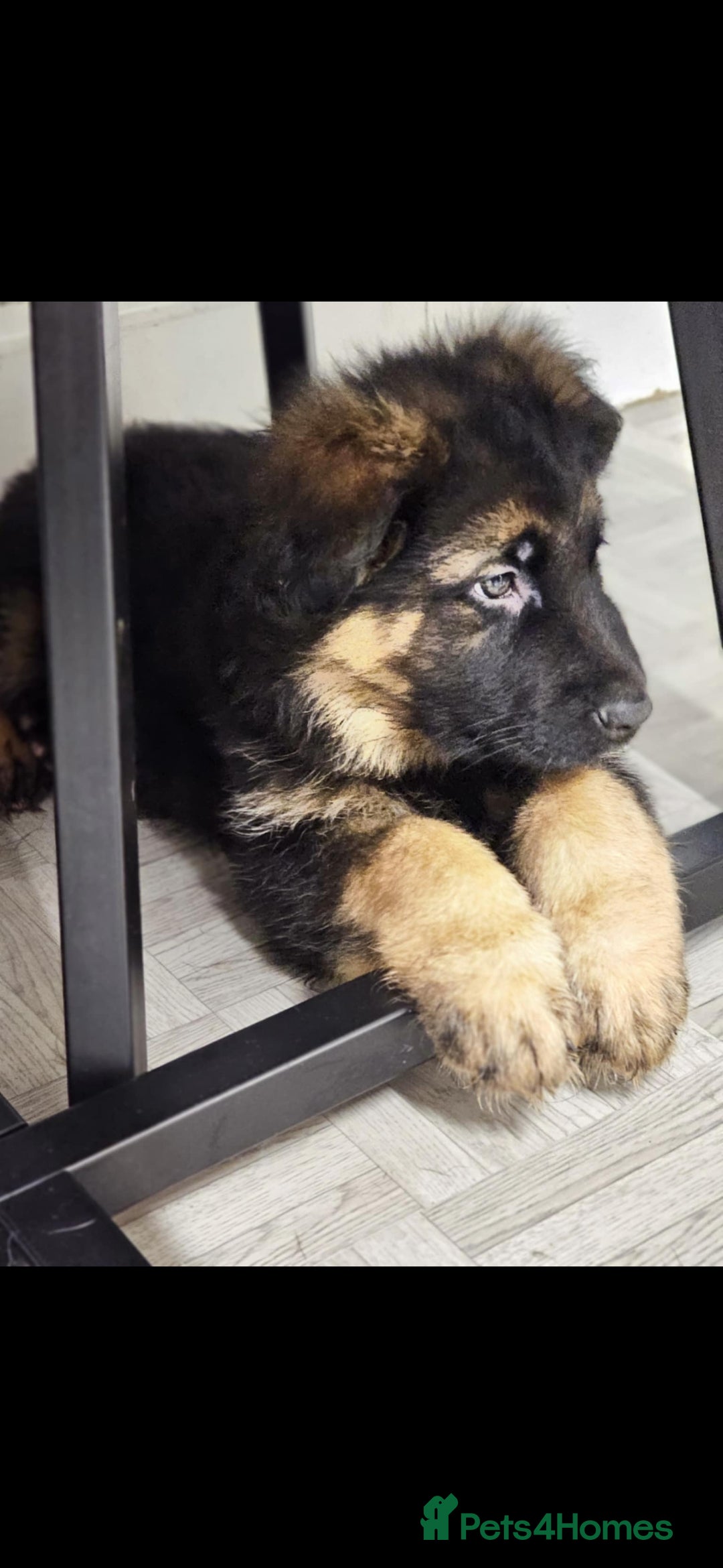 German Shepherd dogs for sale: Chunky German shepherd puppies for sale  - Advert 2