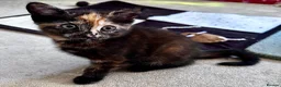 Mixed Breed cats for sale: Amiable bengal&tabby mixed kittens - Advert 27