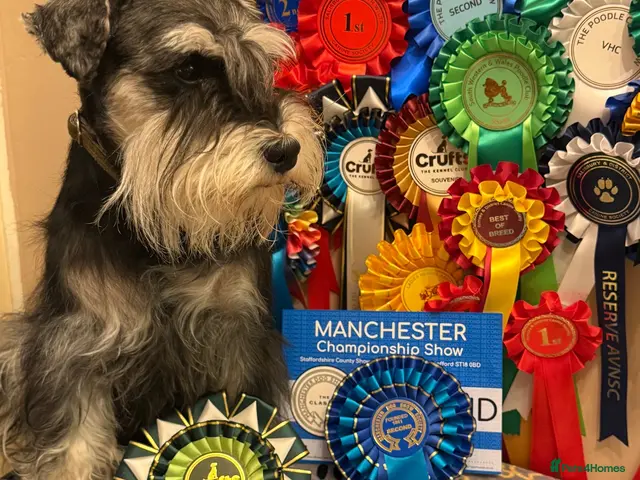 Miniature Schnauzer dogs for stud: KC miniature Schnauzer stud - Advert 2