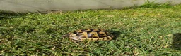 Tortoise reptiles for sale: Spur Thighed tortoise wildling - Advert 5