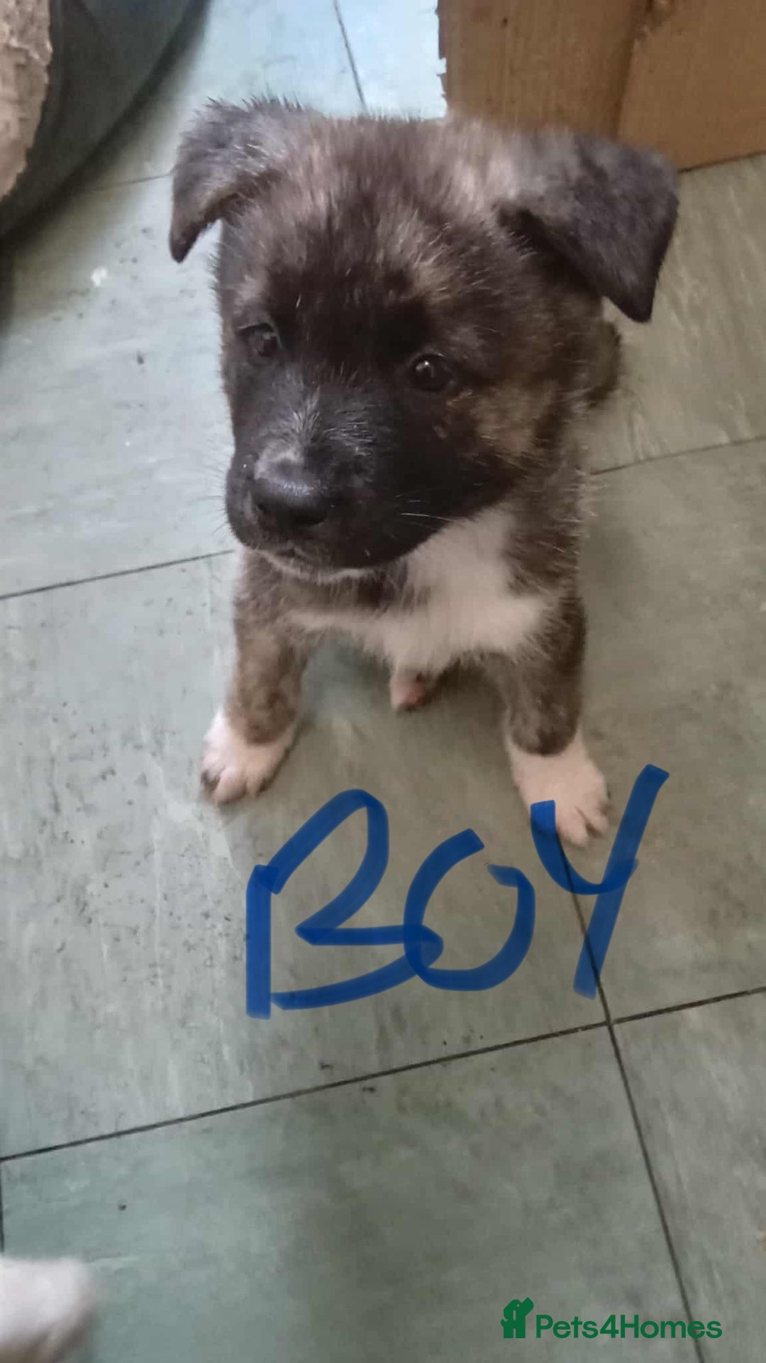 Mixed Breed dogs for sale: American Akita x German Sheperd Pups ready to go - Image 3