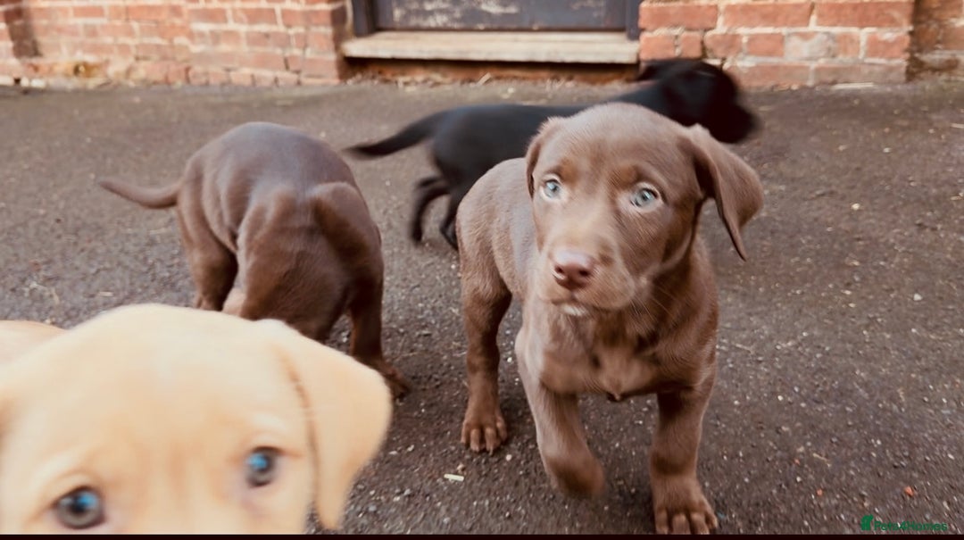 Mixed Breed dogs for sale: Kelpador - Advert 4