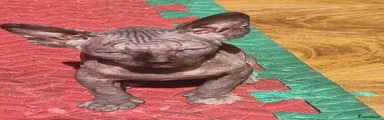 Sphynx 3
