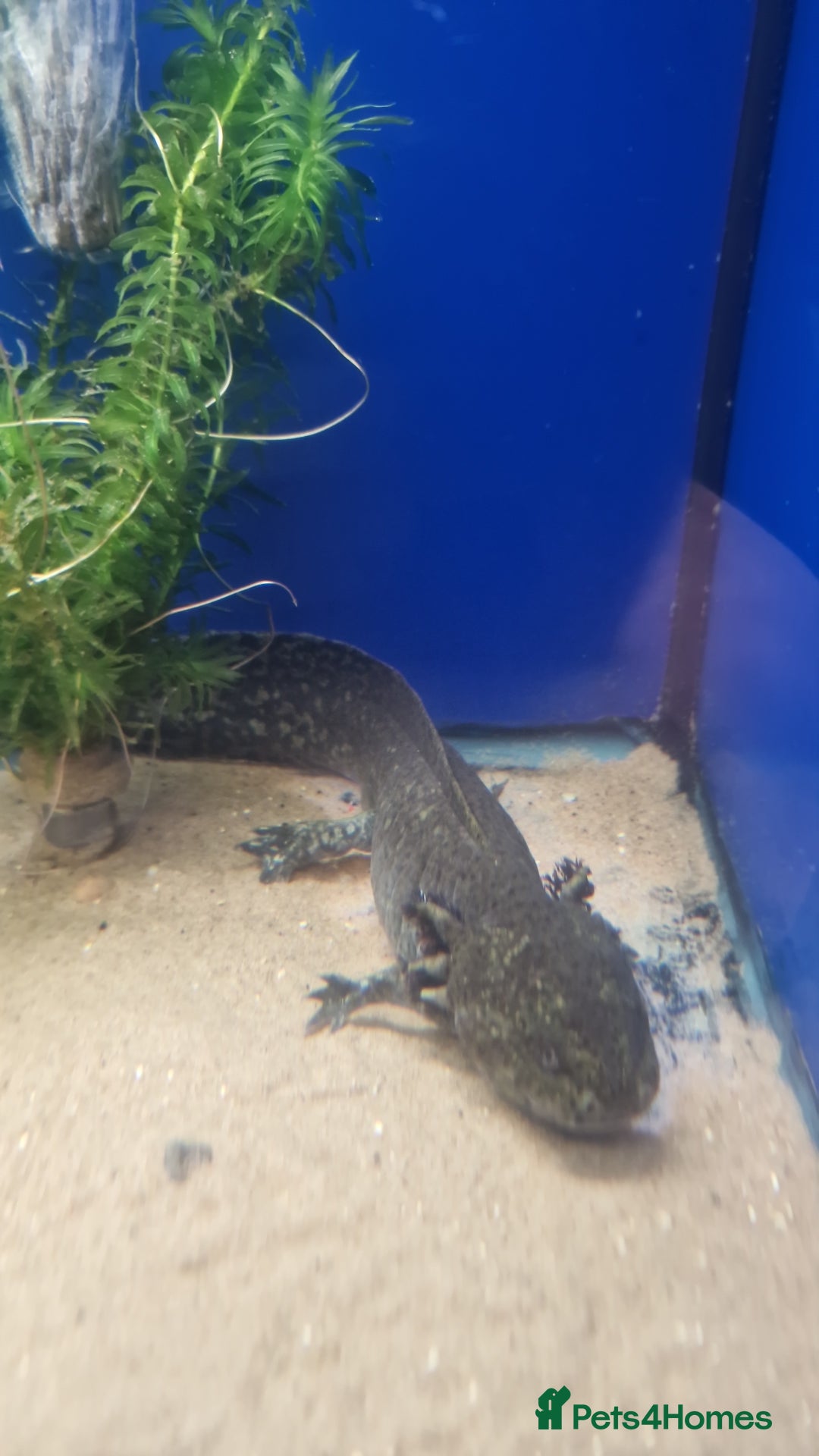 Axolotl reptiles for sale: Stunning Axolotls  - Advert 2