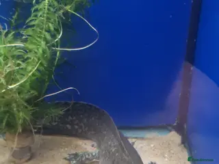 Axolotl reptiles Stunning Axolotls - Advert 1