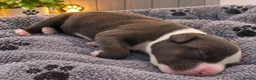 Staffordshire Bull Terrier dogs for sale: Outstanding litter  blue brindle white kc staffys - Advert 6