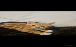Bengal cats for sale: Bengal Kittens - Image 9
