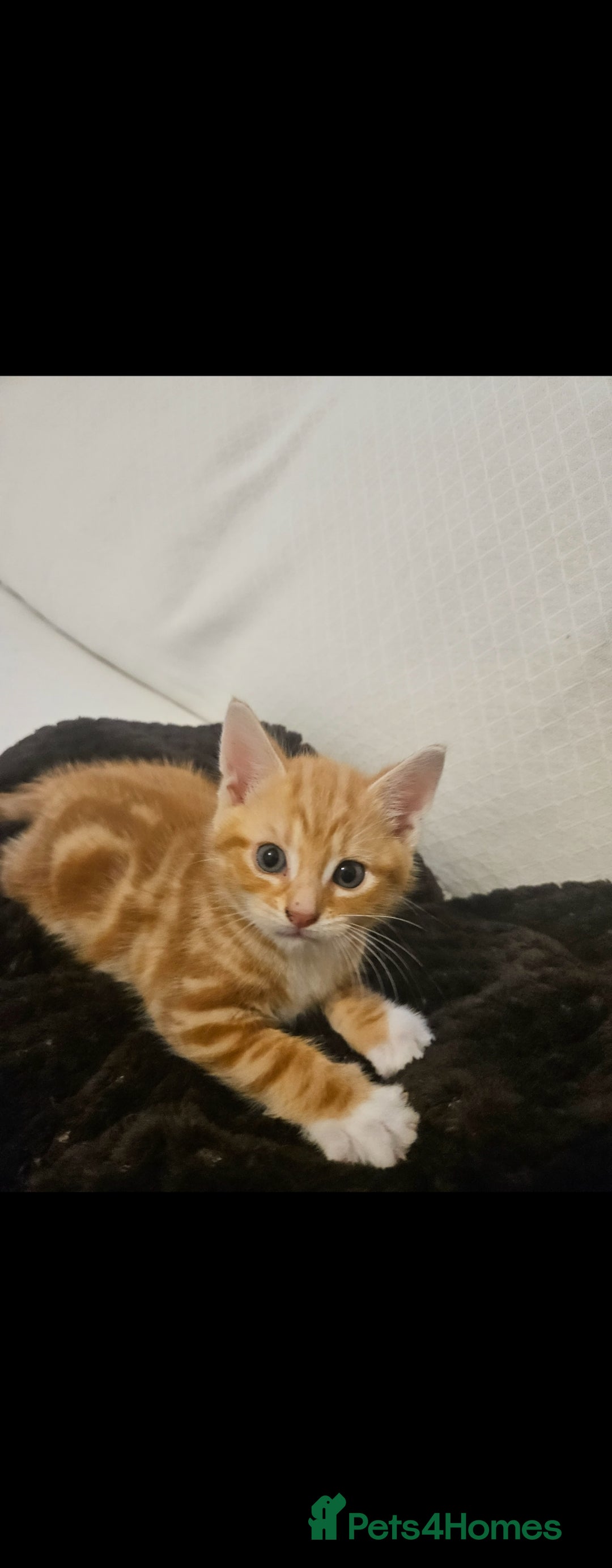 Bengal cats for sale: Bengal Kittens - Image 9