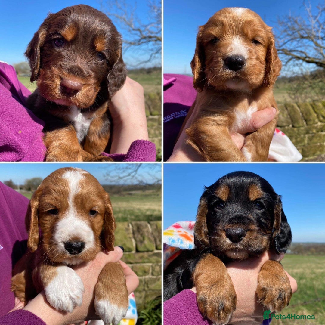 Cocker Spaniel dogs for stud: K C registered - Mr Midnight for Stud in Huddersfield - Image 9