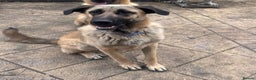 Mixed Breed dogs for sale: Cali – Beautiful Kangal × German Shepherd - Advert 3