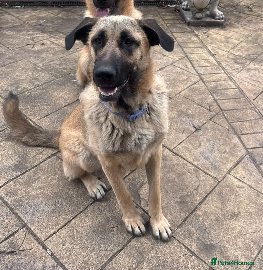 Mixed Breed dogs for sale: Cali – Beautiful Kangal × German Shepherd - Advert 3