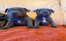 Staffordshire Bull Terrier dogs for sale: Gorgeous KC Reg/Health Tested Blue SBT Puppies - Image 23