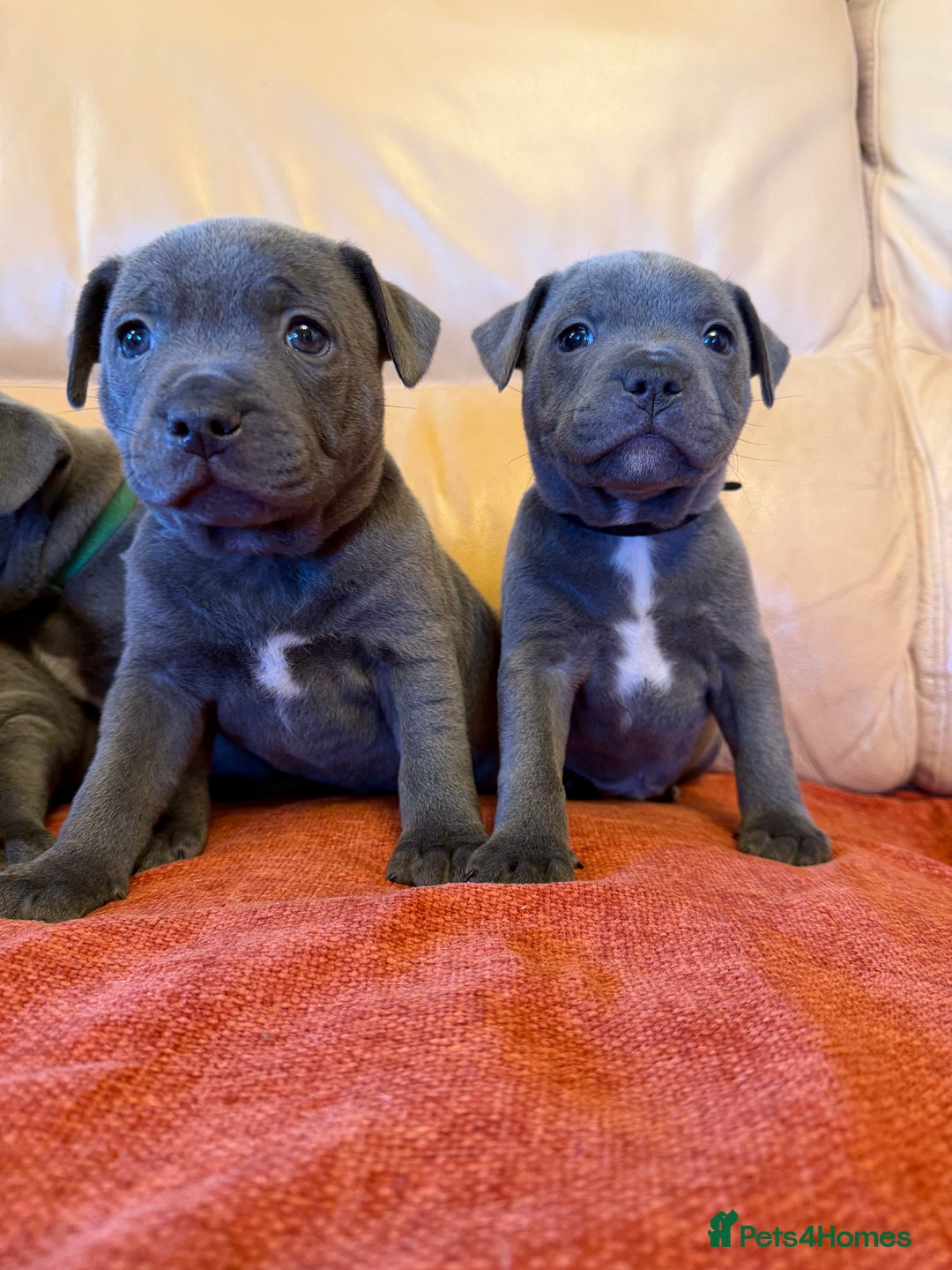 Staffordshire Bull Terrier dogs for sale: Gorgeous KC Reg/Health Tested Blue SBT Puppies - Image 23