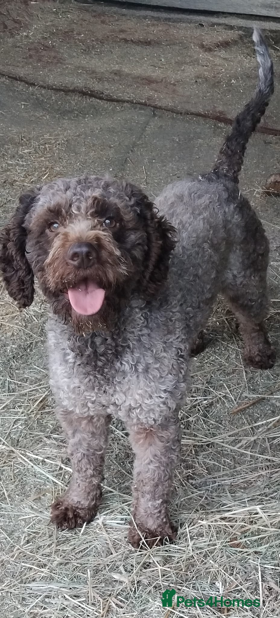 Lagotto Romagnolo dogs Kc lagotto dna tested for stud - Advert 13