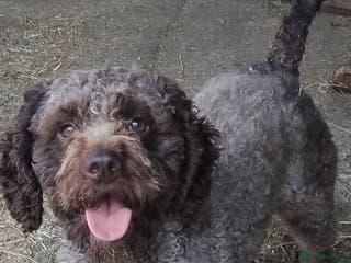 Lagotto Romagnolo dogs Kc lagotto dna tested for stud - Advert 13