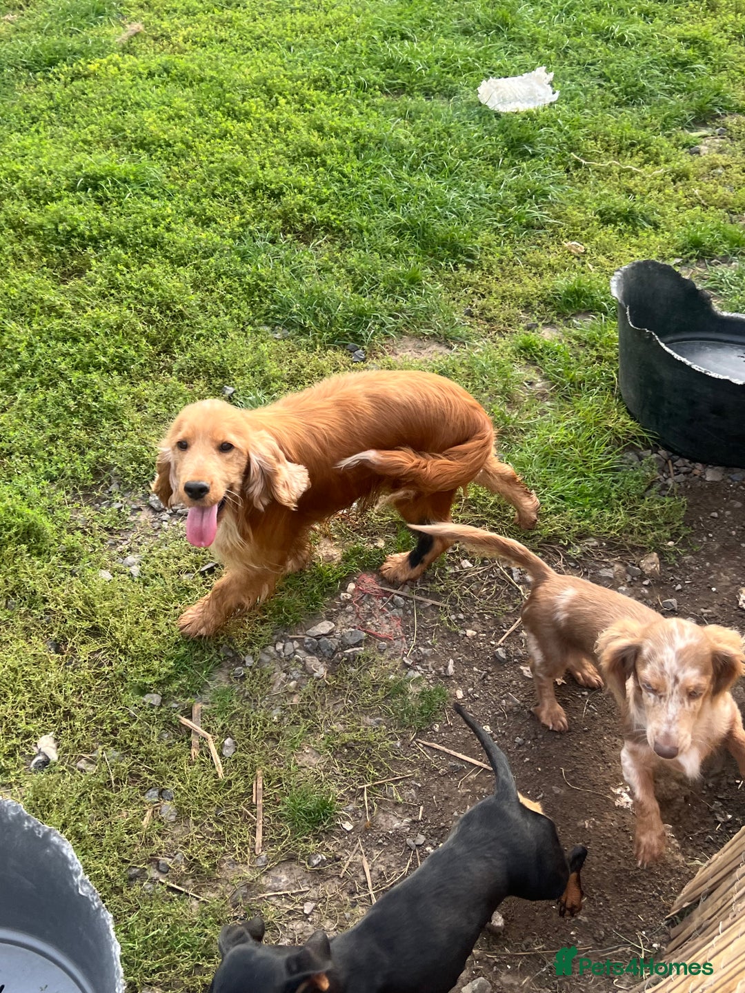Cocker Spaniel dogs for sale: Lotus rehoming  - Image 2