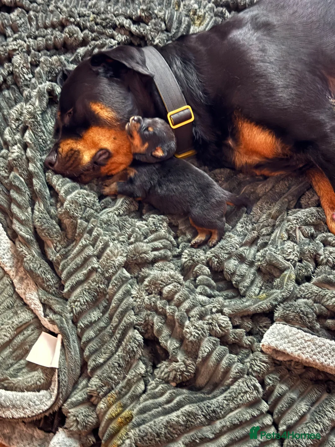 Rottweiler dogs for sale: Pedigree Rottweiler puppies for sale - Advert 8