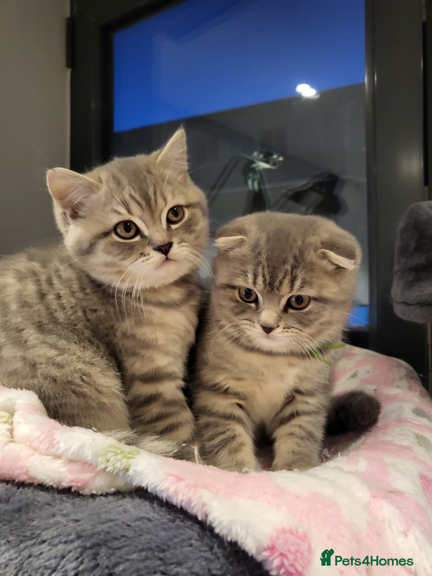 Scottish Fold cats 🥳PRICE REDUCED! 🥳CUTE PEDIGREE KITTENS!!!🤩  - Advert 2