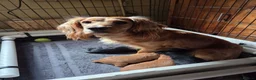 Cocker Spaniel dogs for sale: Working Cocker Spaniel Puos - Advert 7
