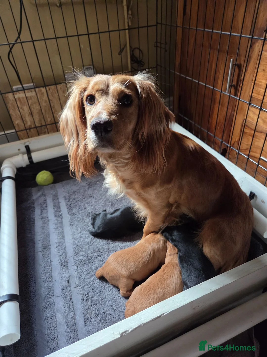 Cocker Spaniel dogs for sale: Working Cocker Spaniel Puos - Advert 7