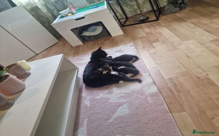 Domestic Shorthair cats - Advert 4