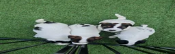 Jack Russell dogs for sale: BEAUTIFUL JACK RUSSELL PUPPIES AVAILABLE - Advert 17