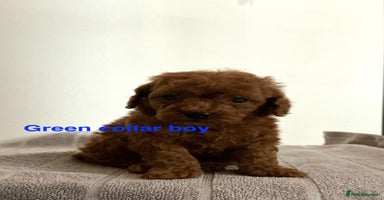 Toy Poodle dogs - Advert 13