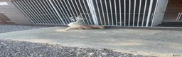 Mini Goldendoodle dogs for sale: Mini goldendoodle f1b - Advert 8