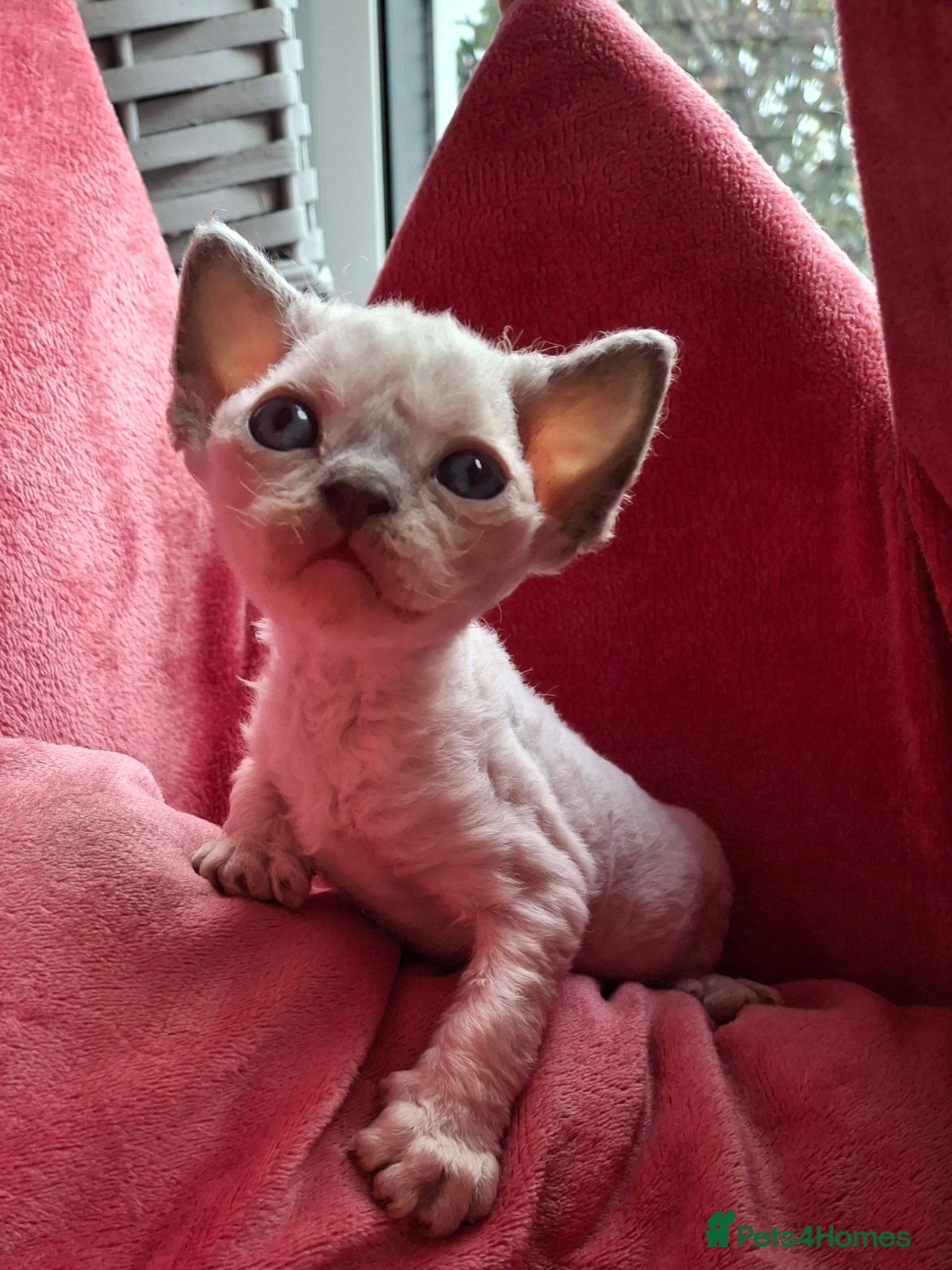 Devon Rex cats 🌸 Wonderful Devon Rex Kittens FIFE registered  🌸 - Advert 1