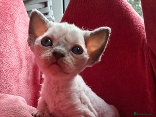 Devon Rex cats 🌸 Wonderful Devon Rex Kittens FIFE registered 🌸 - Advert 4