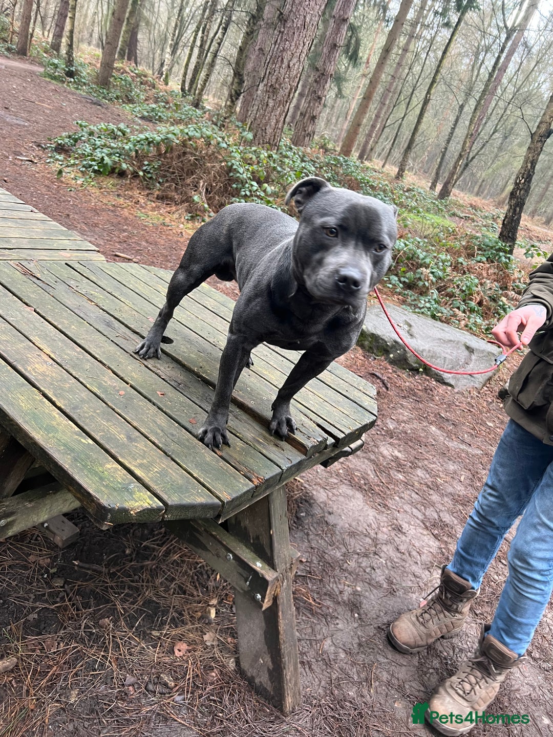 Staffordshire Bull Terrier dogs for stud: Blue staffy stud - Image 4