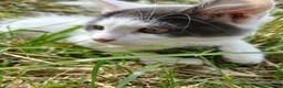 British Longhair cats for sale: 2 fluffy male kittens - Advert 25