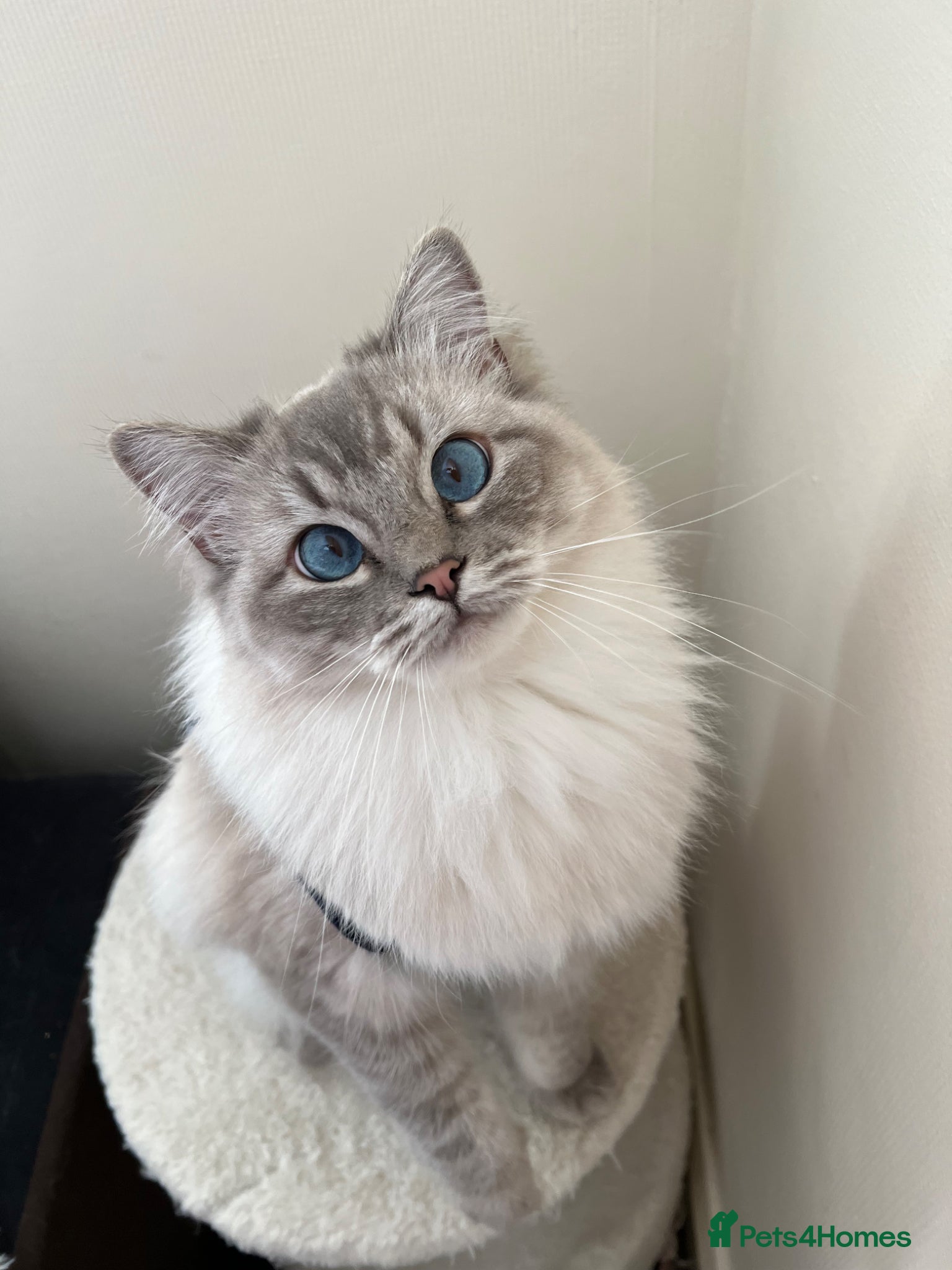 Ragdoll cats GCCF ragdoll kittens for sale - Advert 1
