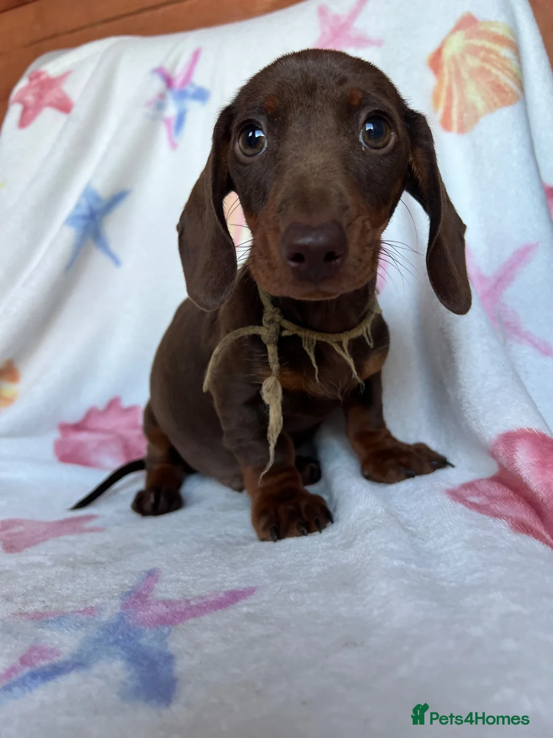 Miniature Dachshund dogs for sale: Minuture dachshund ready to leave - Advert 2