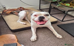 American Bulldog dogs for sale: Rescue Ozzy  - Image 30