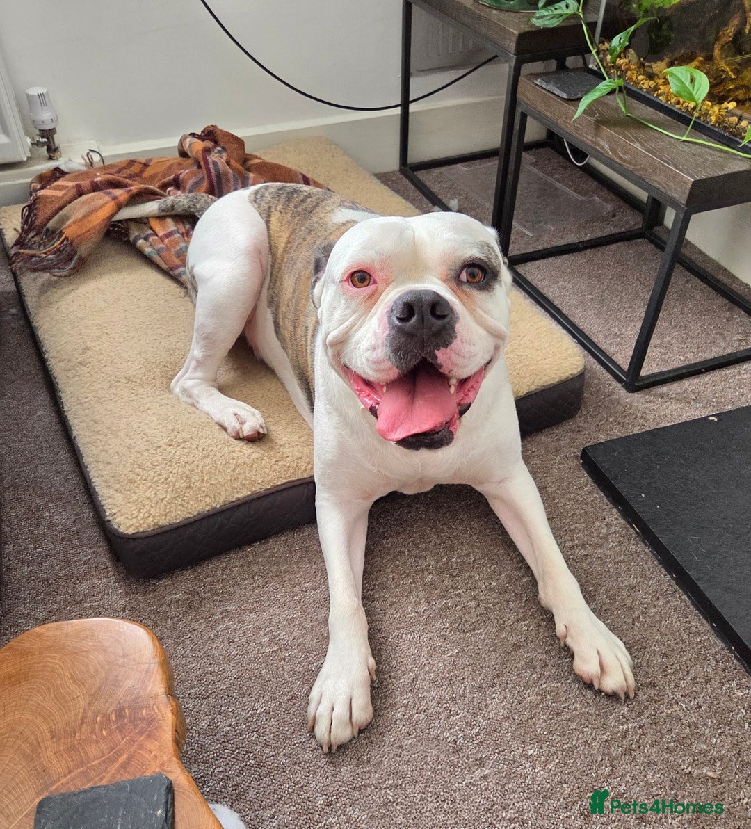 American Bulldog dogs for sale: Rescue Ozzy  - Image 30