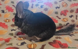 Chinchilla rodents for sale: Black pearl Carriers - Image 6