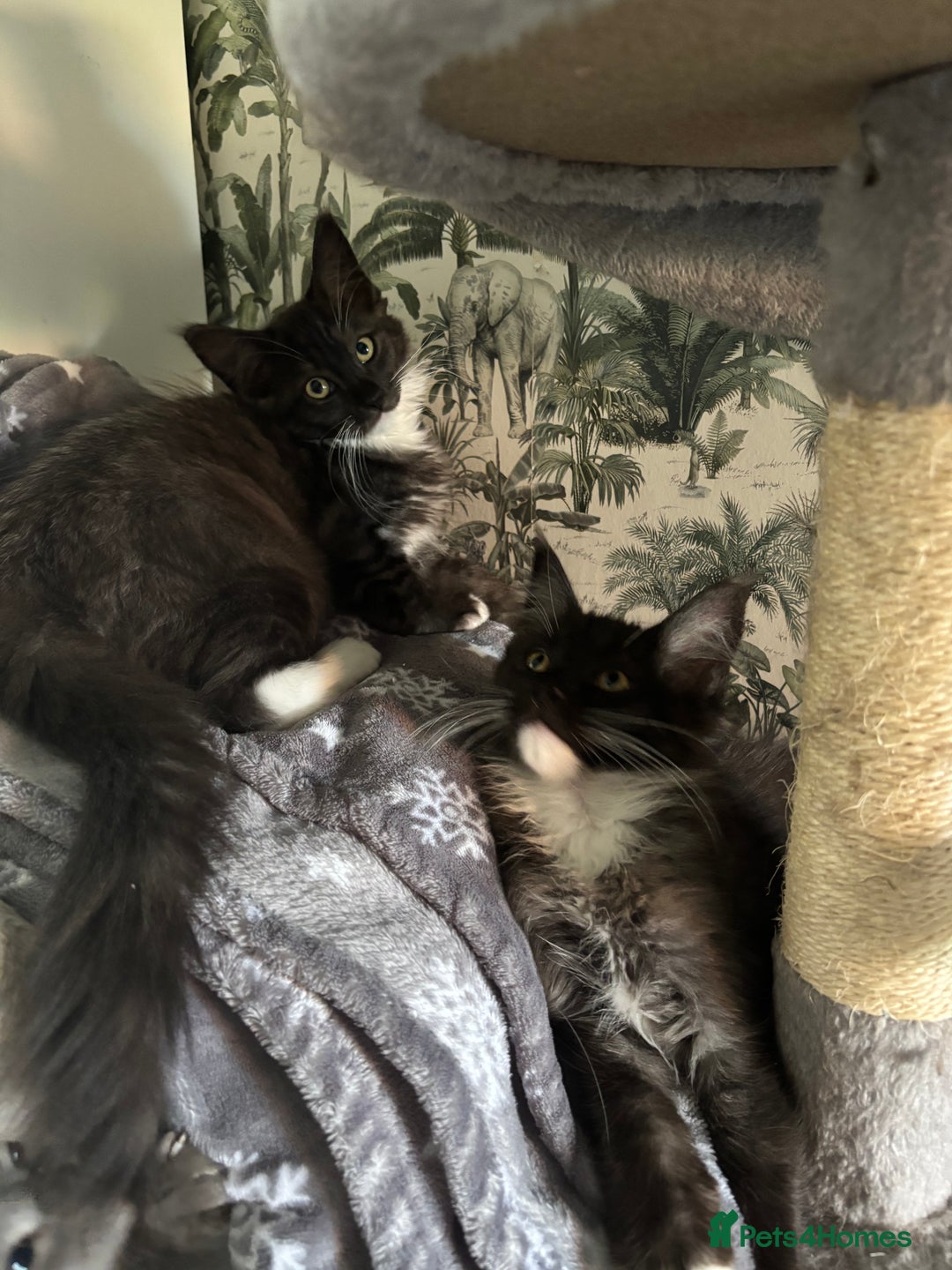 Maine Coon cats for sale: REDUCED gorgeous Maine coon /Ragdoll kittens  - Image 14