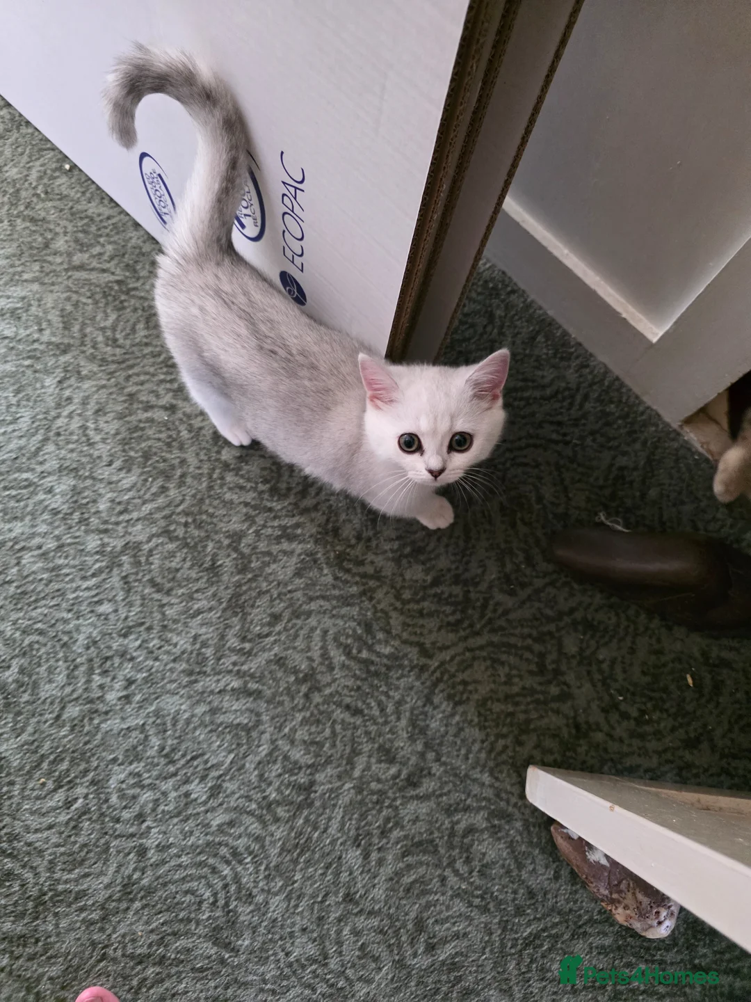 British Shorthair cats for sale: British Shorthair kittens  - Advert 1