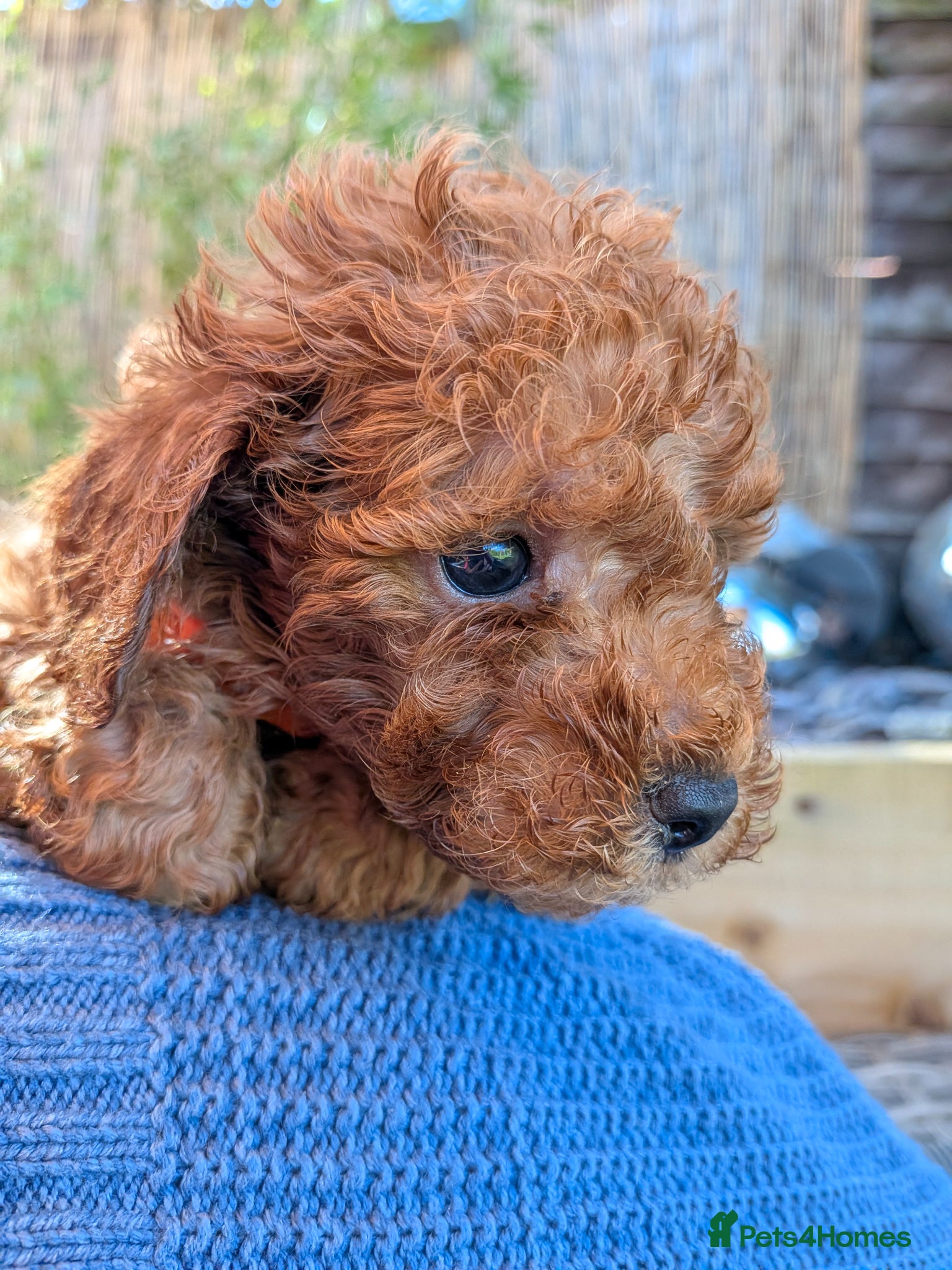Toy Poodle dogs Stunning K.C Registered Red Toy Poodle Puppies - Advert 2